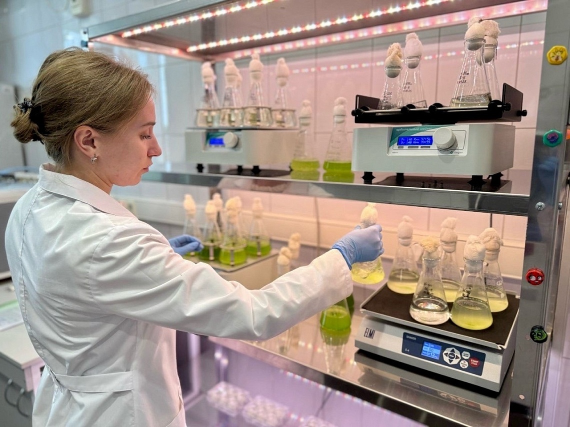 Ученые Державинского обнаружили, что наночастицы оксида цинка в малых дозах помогают водорослям бороться с солевым стрессом фото детальные